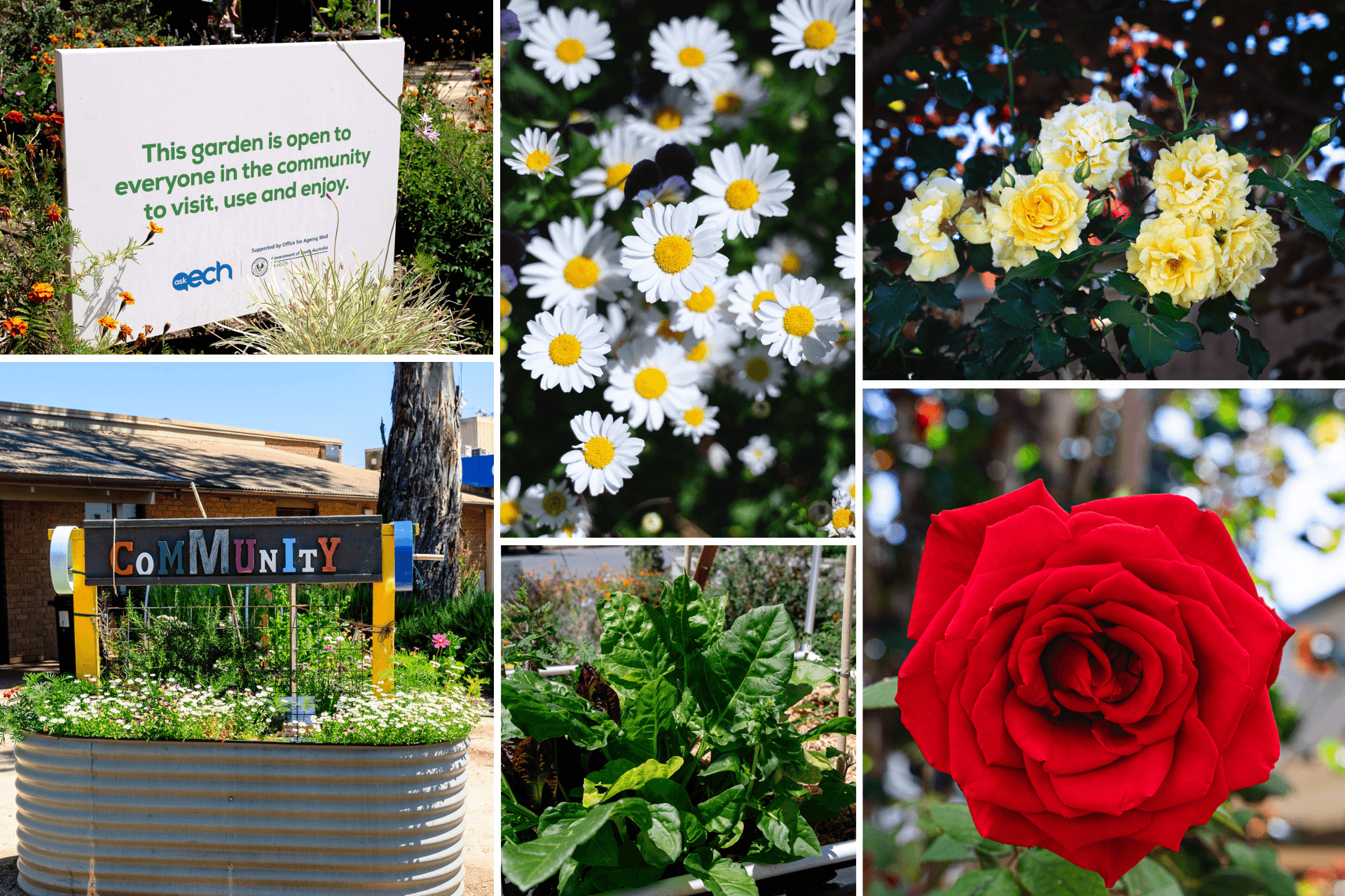 Community Garden at Henley Beach