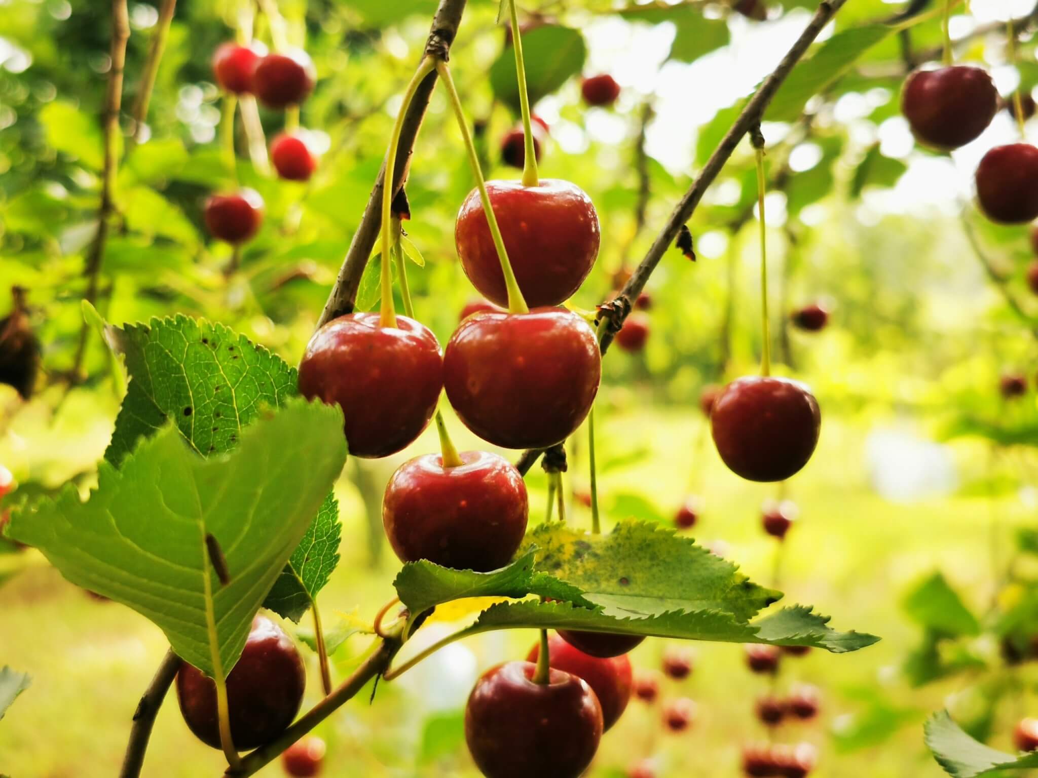 Ripe,Cherries,Hanging,On,A,Cherry,Tree,Branch