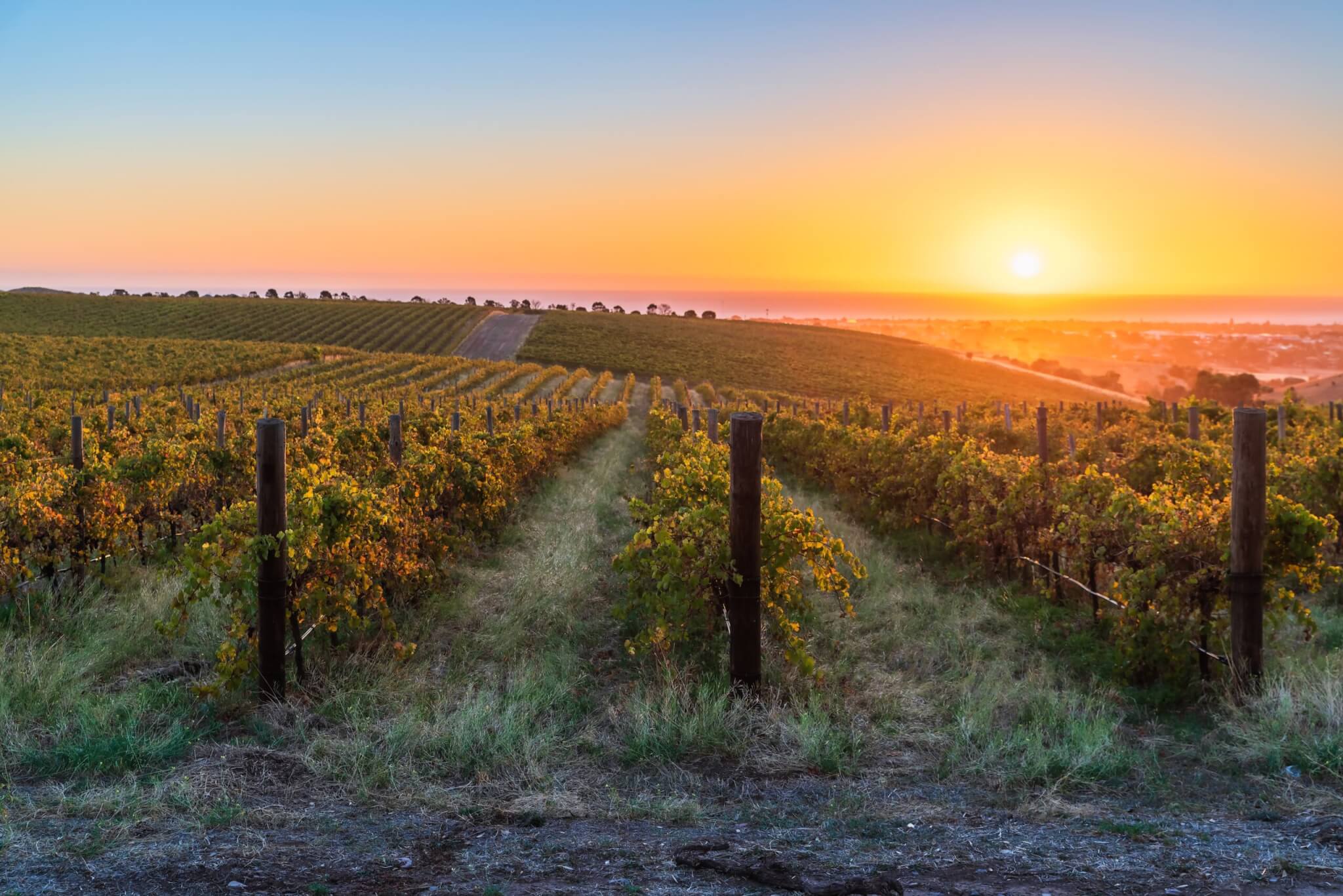 Vineyards,In,Mclaren,Vale,At,Sunset,,South,Australia.