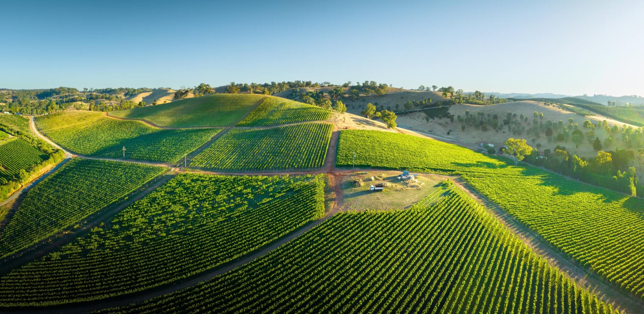 Vineyards,In,The,Adelaide,Hills