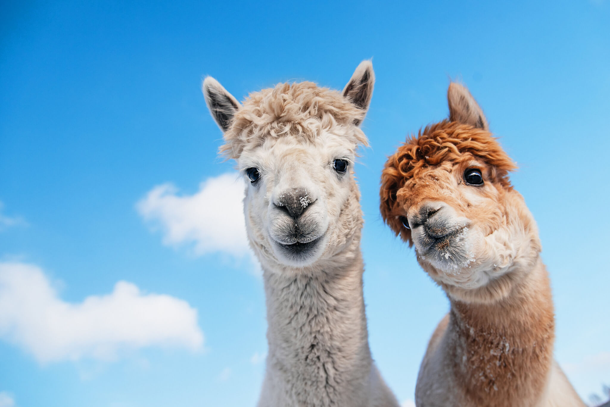 Portrait,Of,Two,Alpacas,On,The,Background,Of,Blue,Sky.